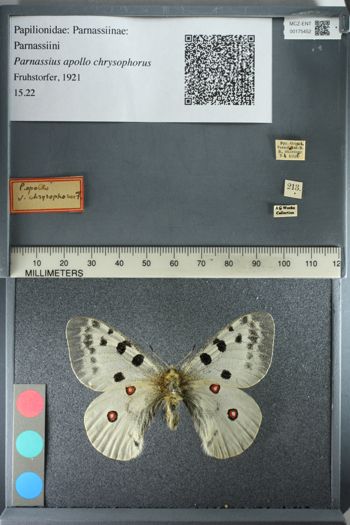 Media type: image;   Entomology 175452
